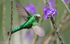 Green-Tailed Trainbearer