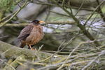 Falkland Thrush, Carcass Settlement, Falklands