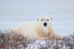 Eye contact with Polar Bear, Churchill