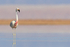 Andean Flamingo standing upright, Chile