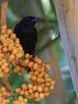 Melodious Blackbird perched on fruit, Costa Rica