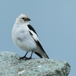 Snow Bunting on rock, Jokulsarlon, Iceland