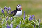 Puffin Blues