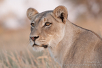 Lioness Portrait