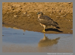 Pallid harrier (juvenile)