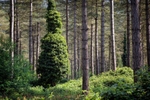 Forest Scene