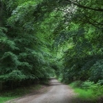 Shady Beech Path 1