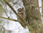 African Scops Owl.