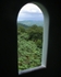 Rainforest Window