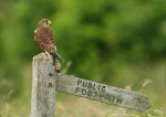 Kestrel