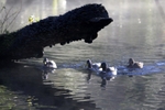 Flotilla