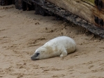 Atlantic Grey Seal
