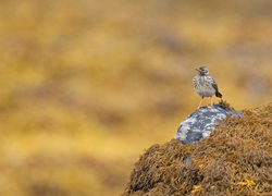 Wild Scotland portfolio