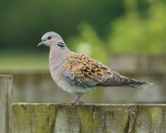 Turtle Dove standing on fence, Otmoor RSPB