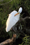 Great Egret late afternoon preen, Venice Rookery, Florida