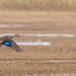 Flight of the Black Duck