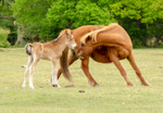 New Forest Foals  - 1