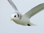 Kittiwake (winter plumage) close-up in flight, Poole Harbour