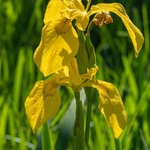 Yellow flag Iris (Iris pseudacorus)