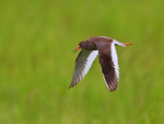 Redhank calling in flight over Greenaways at Otmoor