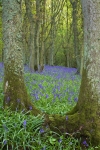 Bluebell wood (1)