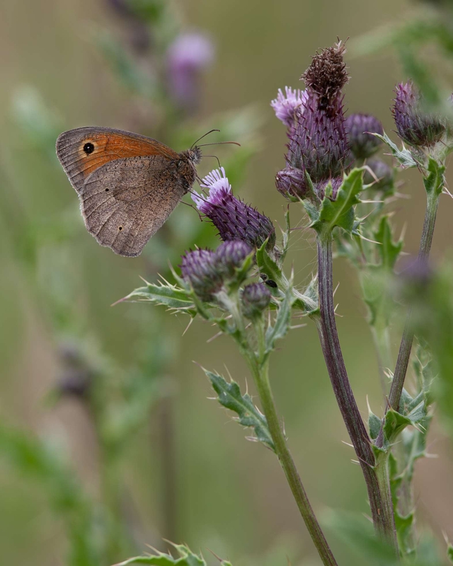 Meadow Brown - Dee Estuary