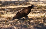 The Hooded Vulture