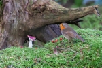 Robin wonders