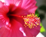 Pink Hibiscus
