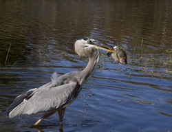 Great Blue Heron _0051