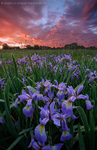 Wagon Hill Sunrise