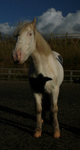 Horse Edited 22 of 68
