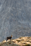 Chamois col de Fenestre