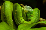 green tree python Morelia viridis-4399