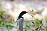 A bee eater at rest, Sandakan, Sabah