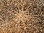 Peachia cylindrica