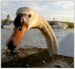 Charlie Swan