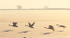 TUNDRA SWANS IN FLIGHT, 2016 - INNER BAY, LONG POINT