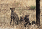 Cheetah's family