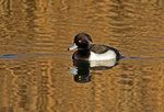 Tufted Duck