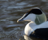 EIDER
