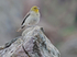 Cinereous Bunting