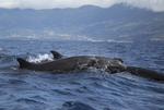 False Killer Whales (Pseudorca).Pico Island, Azores.