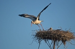 White Storks