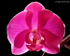 Phalaenopsis