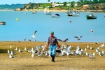 Hungry Gulls - Alvor