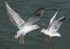 090917 SEAGULL09 IMG_7177