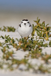 Snowy Plover, Fort De Soto Park, Florida