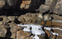 Snow Leopard