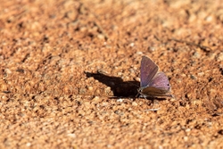 Butterfly Long Tailed Blue